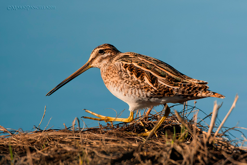 Beccaccino (Gallinago gallinago)